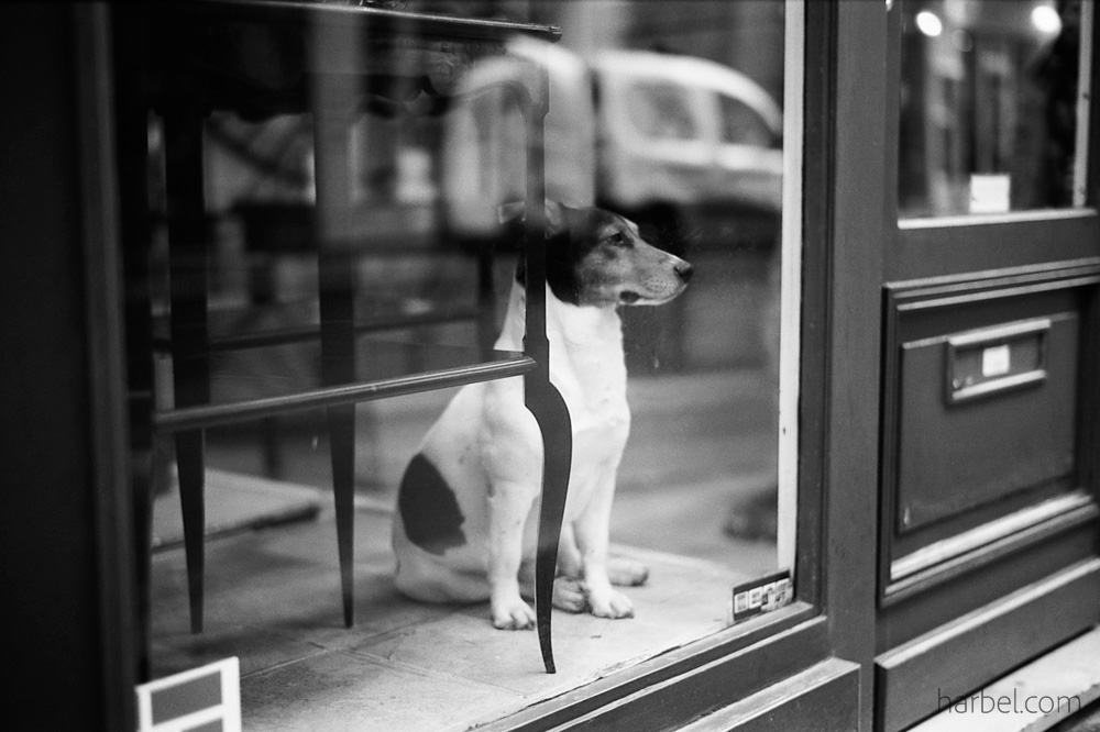 Harbel Photography, The Dogs - Dog sitting guard. The dog in the window. Vera Fotografia