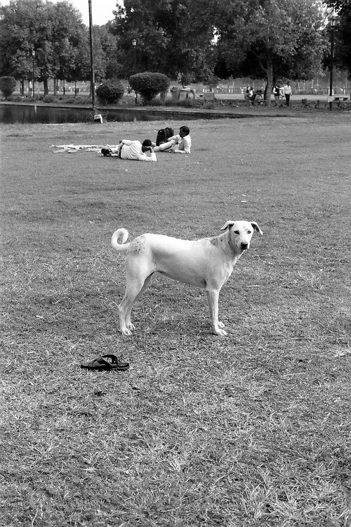 Harbel Photography, The Dogs - Sandal. Dog with a Sandal. Vera Fotografia