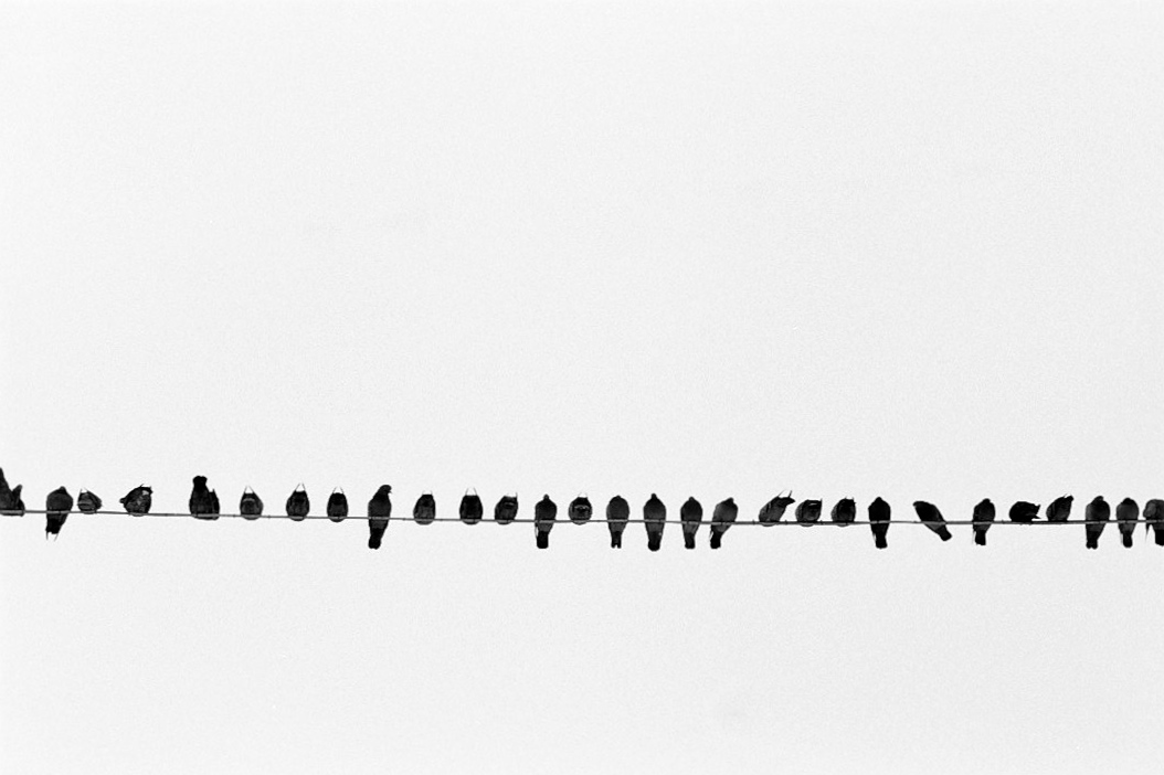 Harbel Photography, The Birds - Birds on a string. Birds on a wire. Vera Fotografia