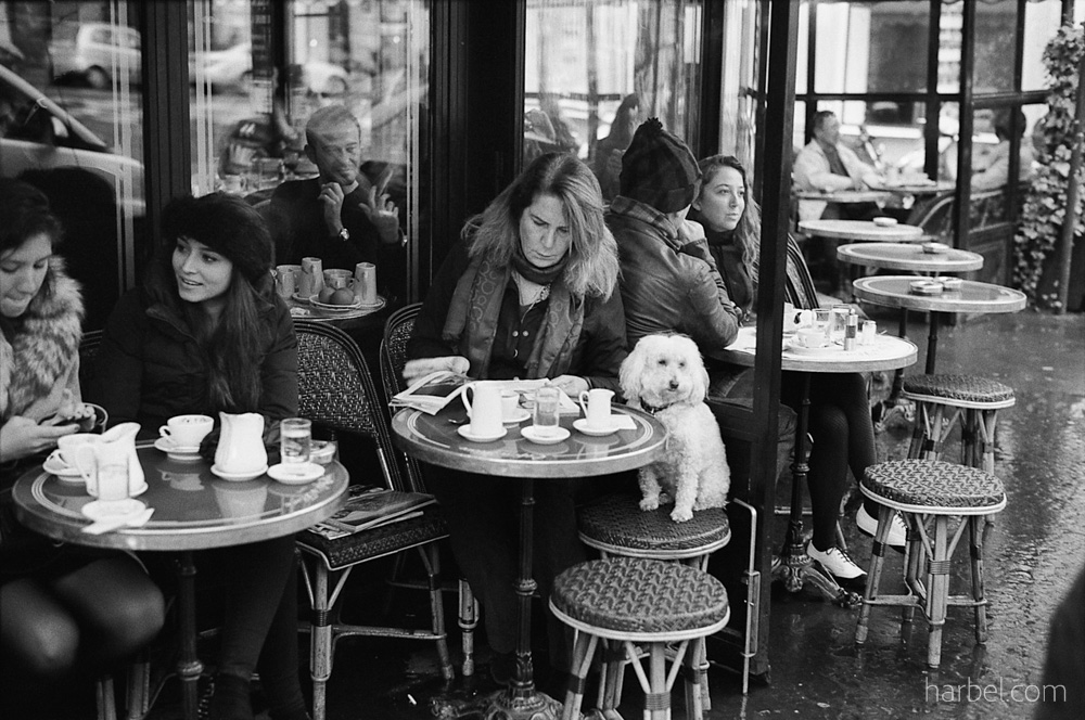 Harbel Photography, The Dogs - Cafe de Flore. A dog at a cafe watches me carefully, while the humans are busy. Vera Fotografia