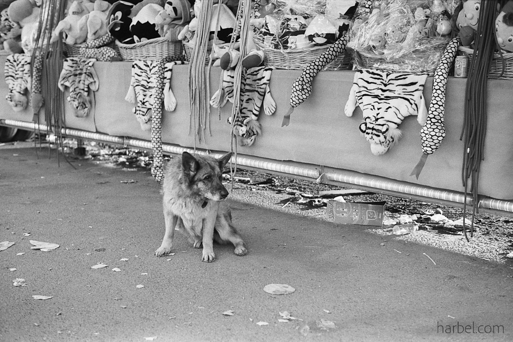 Harbel Photography, The Dogs - Dog guarding the pelts. A fairground dog. Vera Fotografia