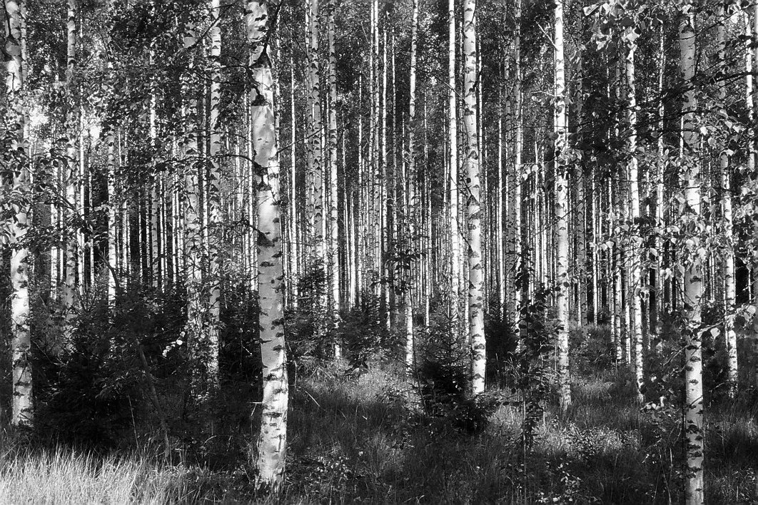 Harbel Photography, The Calm - Finnish Birch. Finnish Birch. Vera Fotografia