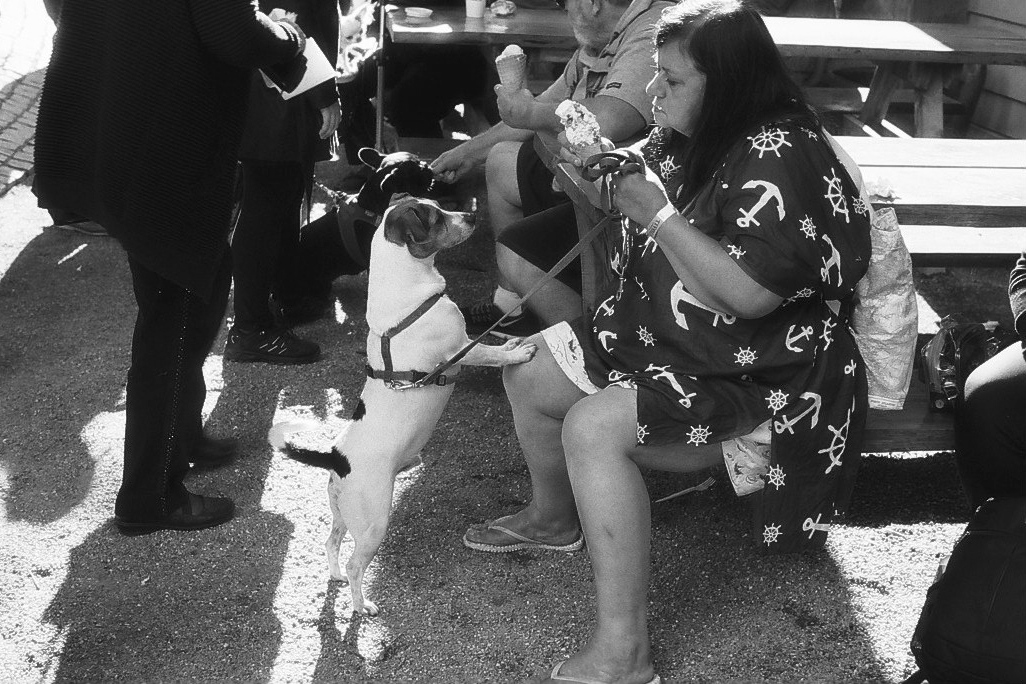 Harbel Photography, The Dogs - Icecream Dogs. Ice Cream Dogs. Vera Fotografia