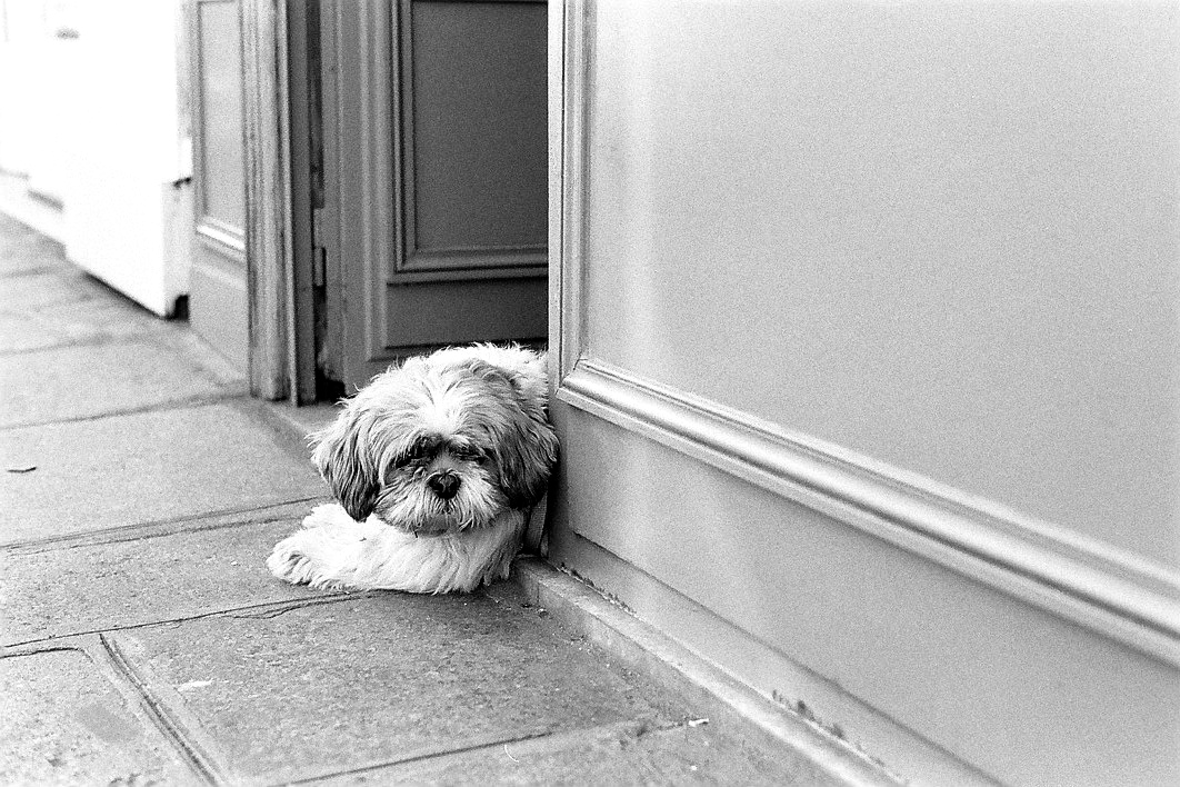 Harbel Photography, The Dogs - Little Shop Dog. The little shop dog. Vera Fotografia