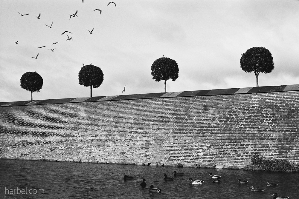 Harbel Photography, The Birds - Moat and four trees. Moat and four trees. Vera Fotografia