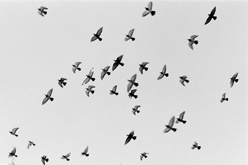 Harbel Photography, The Birds - Overhead. Birds Overhead. Vera Fotografia