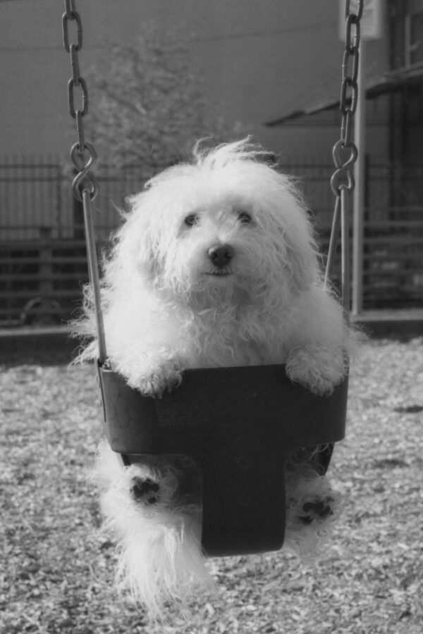 Harbel Photography, The Dogs - Rufus in Sumo. Sumo dog. Vera Fotografia