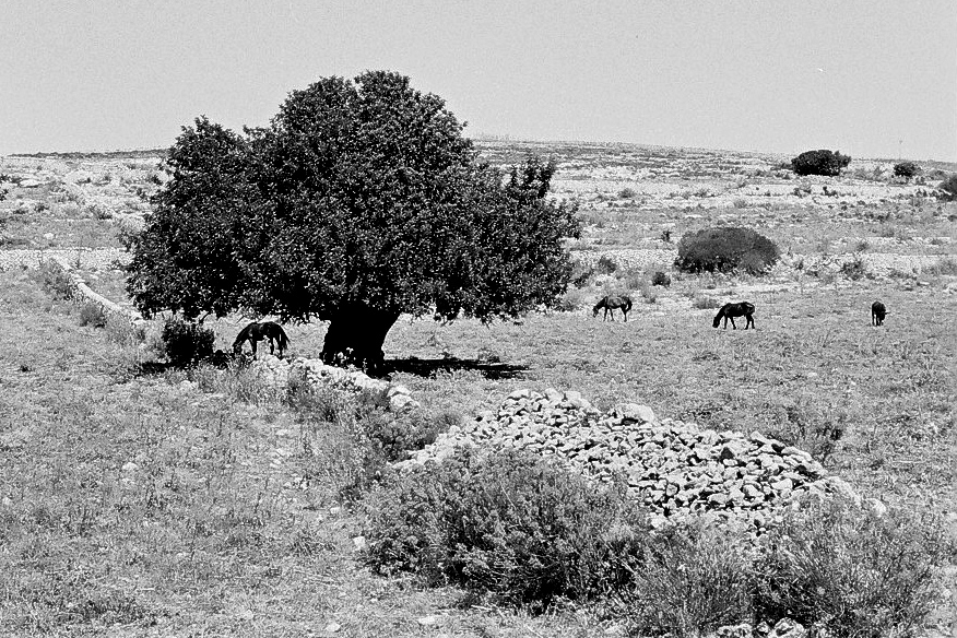 Harbel Photography, The Calm - Sicilian landscape. Tree with horses. Vera Fotografia