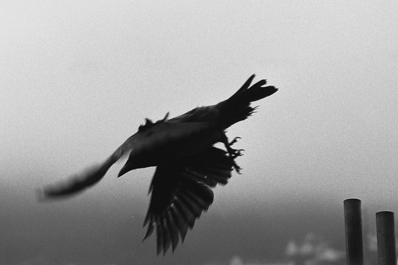 Harbel Photography, The Birds - Taking flight. Taking flight. Vera Fotografia
