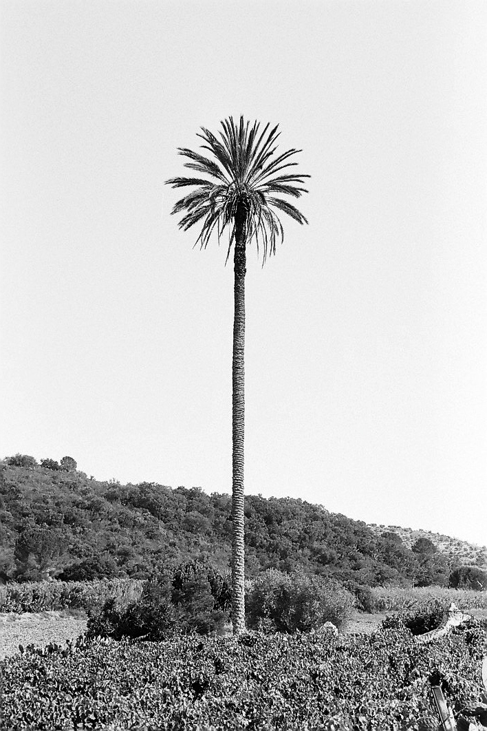 Harbel Photography, The Calm - straight palm. The palm tree. Vera Fotografia